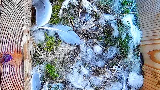 20260419-newsletter-mesange-bleue