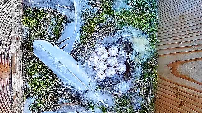 20260426-newsletter-mesange-bleue