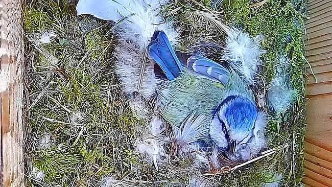 20260502-newsletter-mesange-bleue
