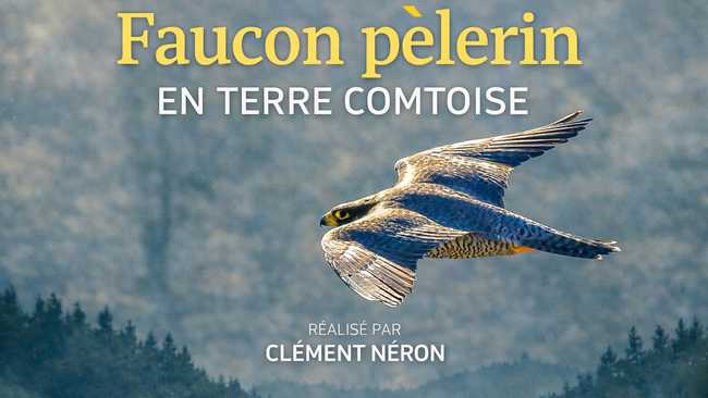 20260503-newsletter-clement-neron-film