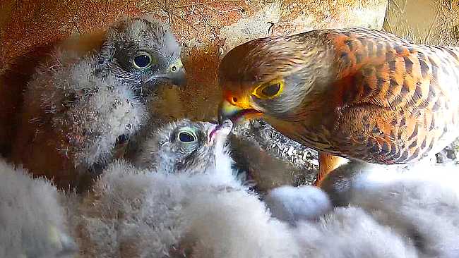 20260607-newsletter-crecerelle-planois