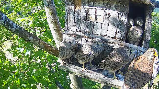 20260621-newsletter-crecerelle-planois