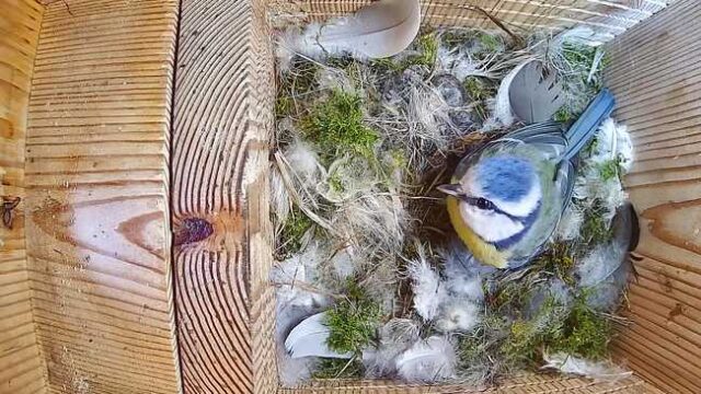 20260412-newsletter-mesange-bleue